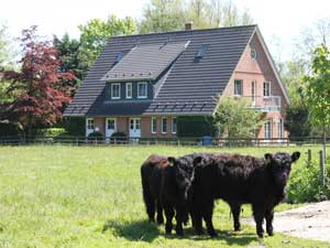 Unsere Galloways vor dem Haus